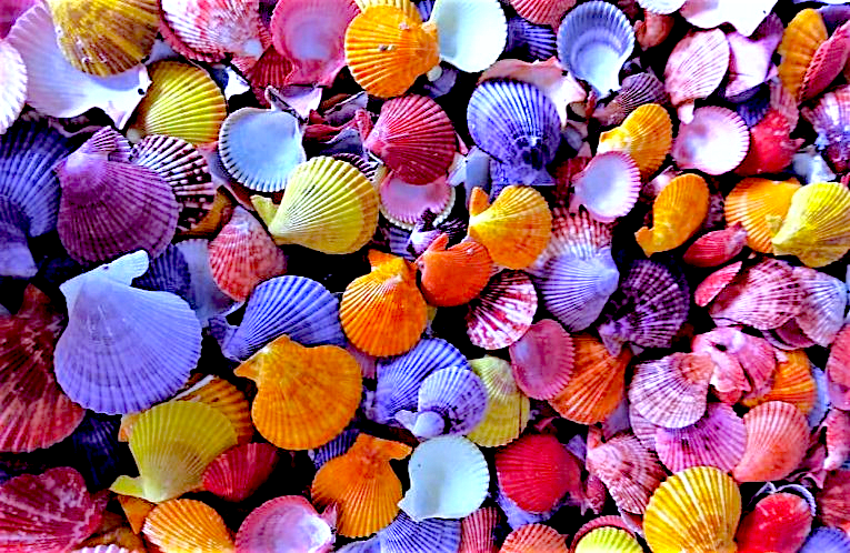 #7421 Polished Multi-colored Pecten Nobilis Seashell