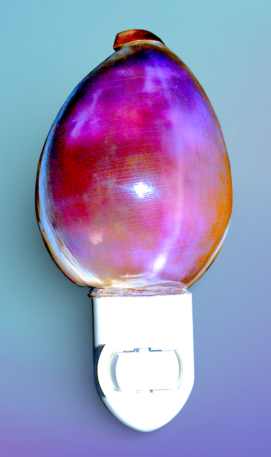 #7422 Tiger Cowrie Purple Top Nightlight 4"- 5"