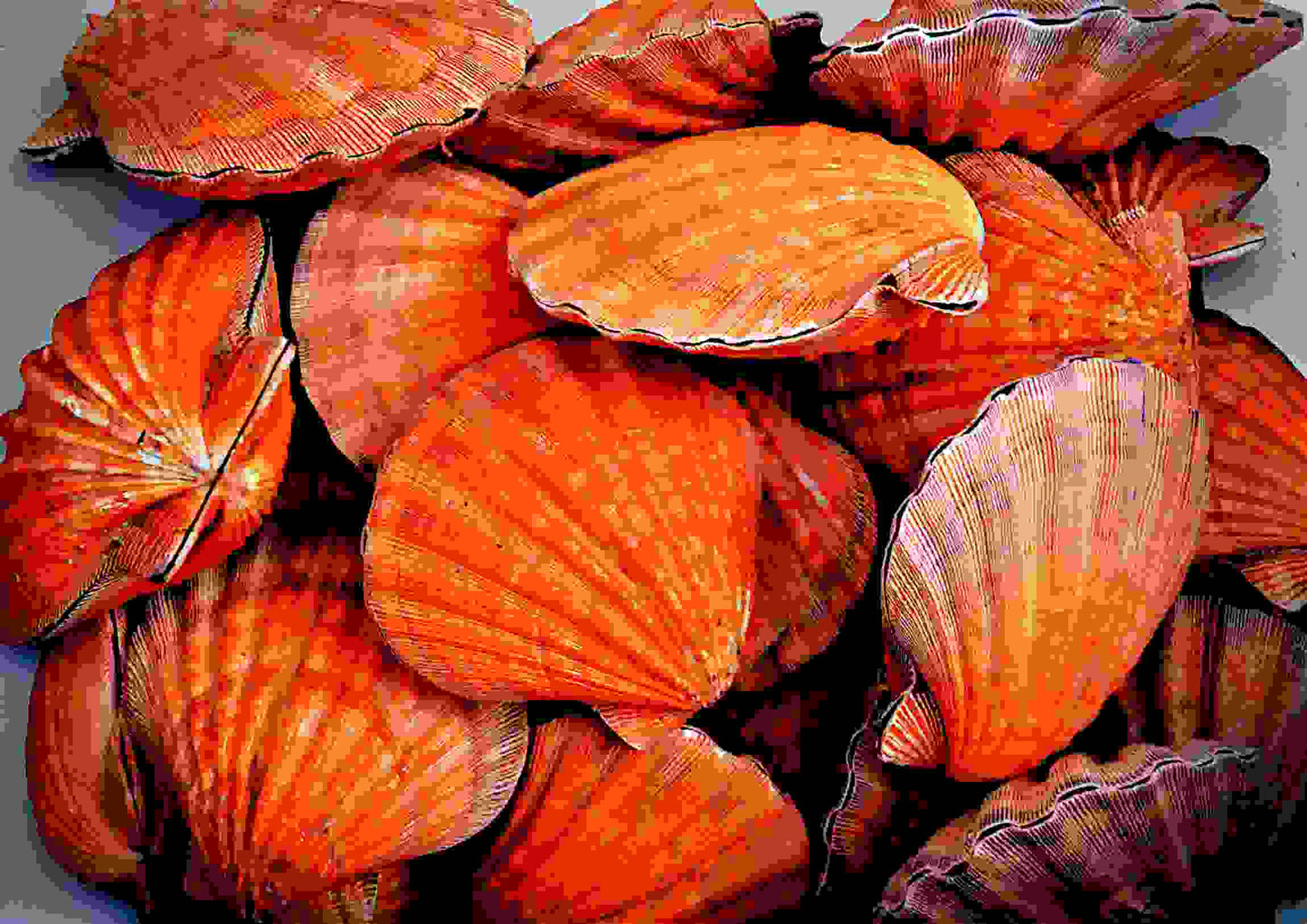 #7426 Brush-polished Orange Lion's paw (Lyropecten subnodosus) Seashell 5"- 6" paired