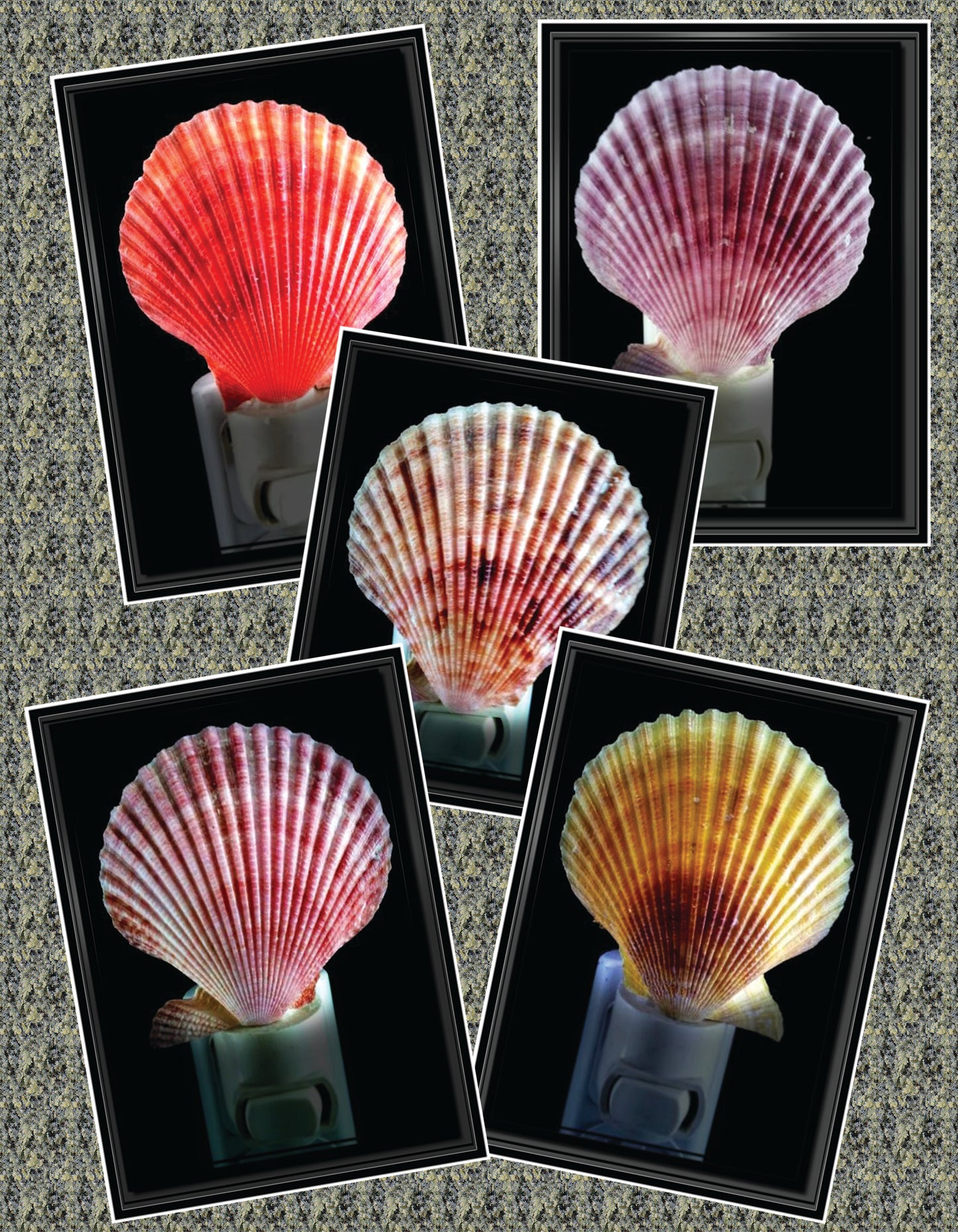 #7434 Pecten Nobilis Night Light 4"- 5"