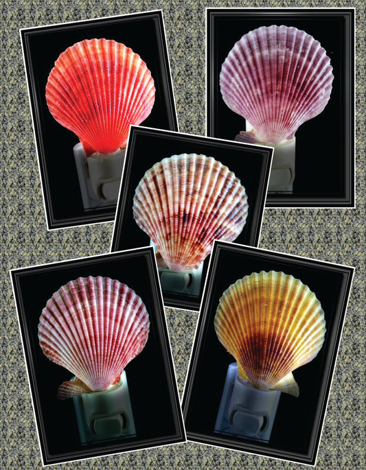 #7434 Pecten Nobilis Night Light 4"- 5"