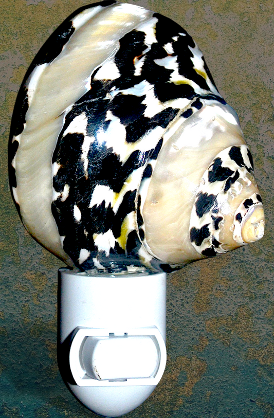 #7435 West Indian Top Shell (Cittarium pica) Banded Nightlight 4"- 5"