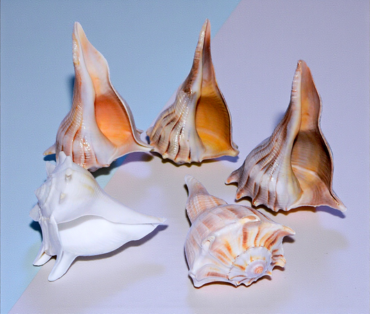 #7439N Lightning Whelks (Busycon Perversum) Polished in Natural hue 3"- 4"