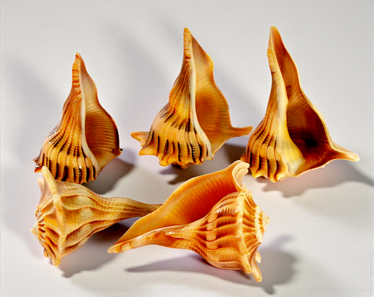 #7439TG Polished Lightning Whelks (Busycon perversum) Shell 3"-4"