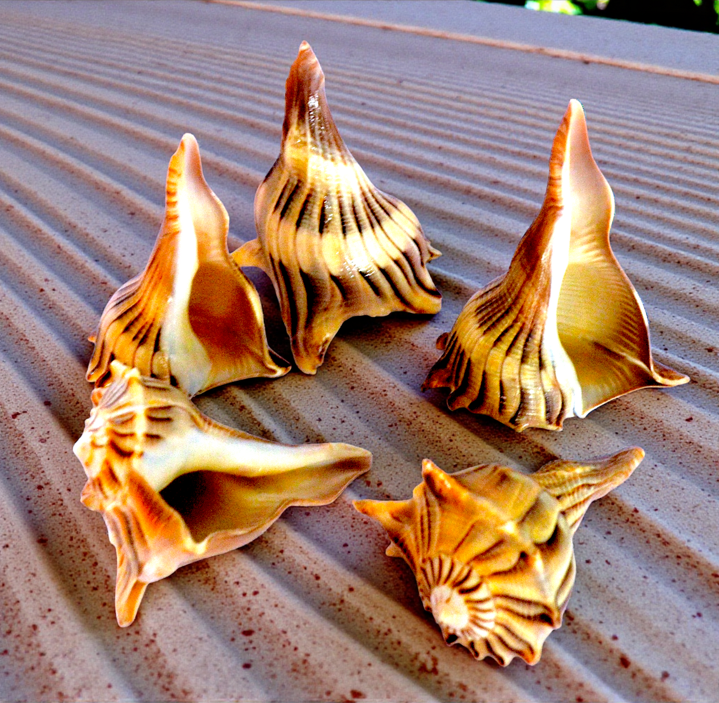 #7439T Polished Lightning Whelk (Busycon Perversum) Shell 3"-4"