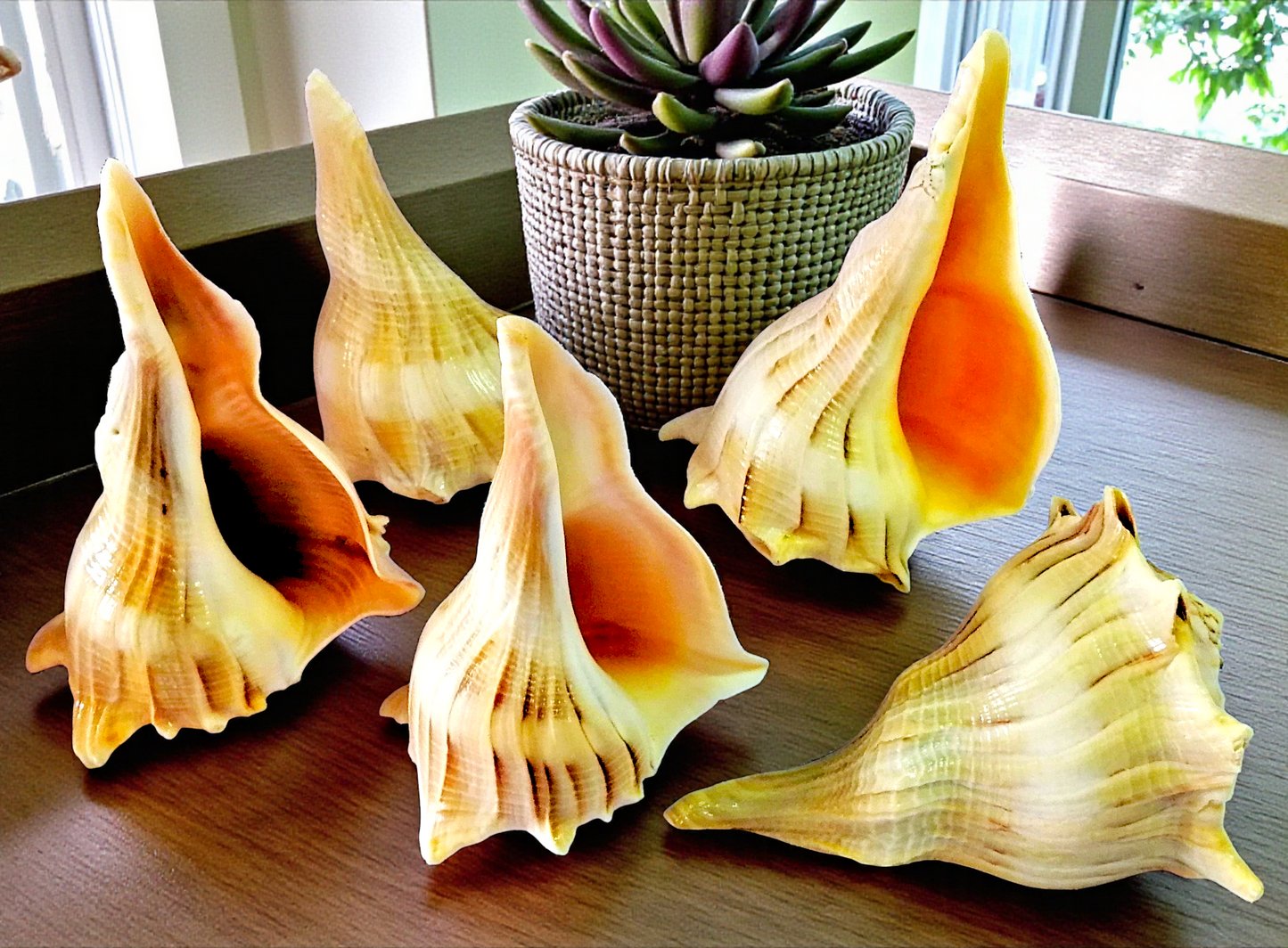 #7440N Left-handed Whelks Natural hue 4"- 5"