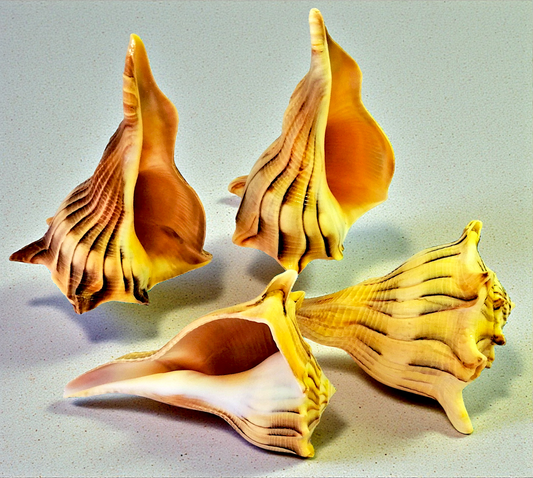#7440TG Polished Lightning Whelks Tiger-golden Hue 4"- 5"