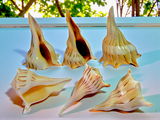 #7440TL Left-handed Whelks Tiger-light hue 4"- 5"