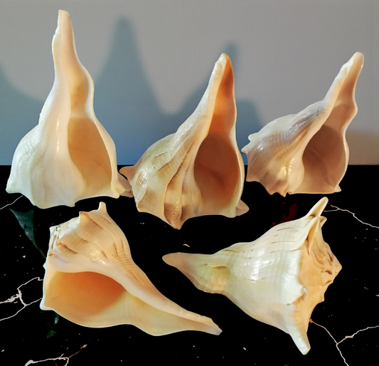 #7441N Polished Left-handed Whelks Natural hue 5"- 6"