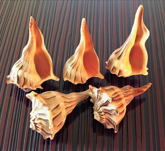 #7441TG Polished Lightning Whelk 5"-6"