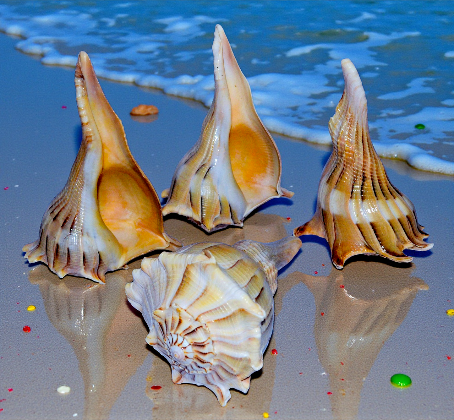#7441TL Polished Lightning Whelks Tiger-light Hue 5"- 6"