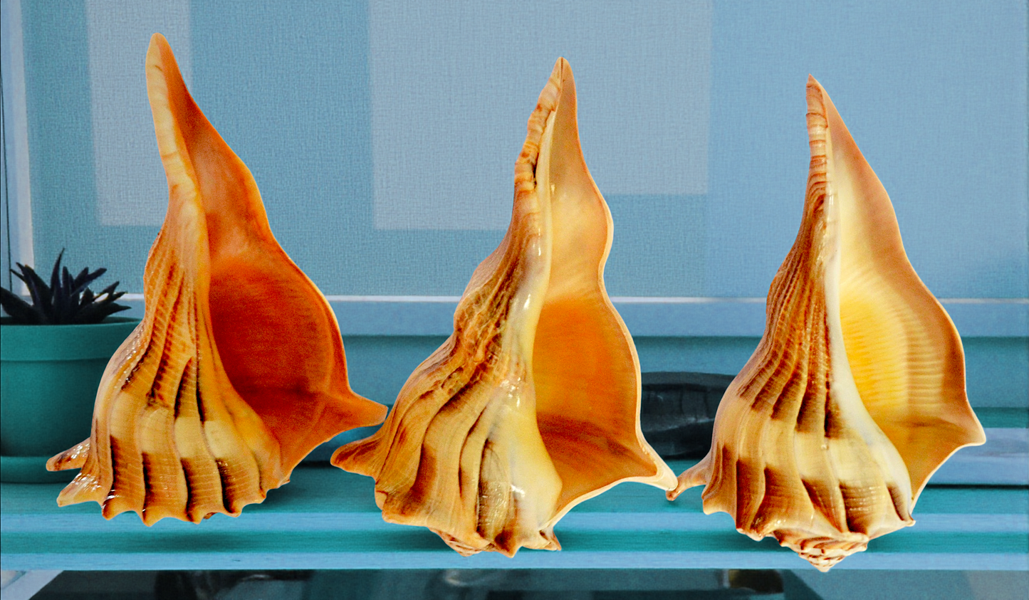 #7442TG Lightning Whelks Tiger-golden Hue 6"- 7"