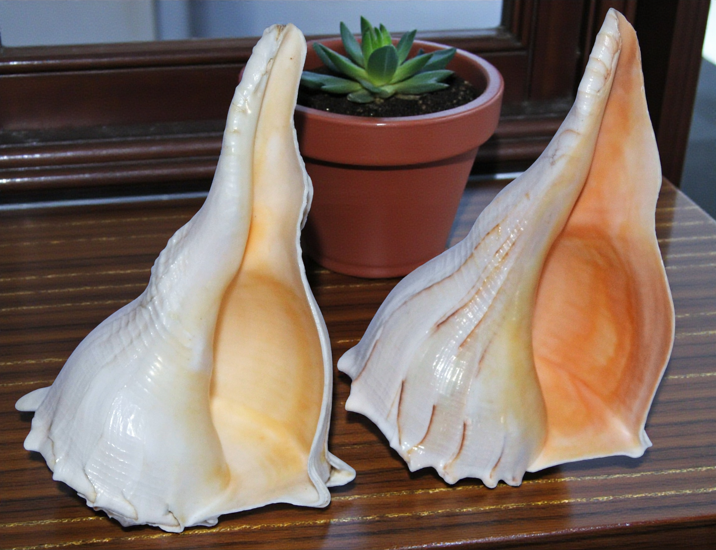 #7443N Polished Lightning Whelks Natural Hue 7"- 8"