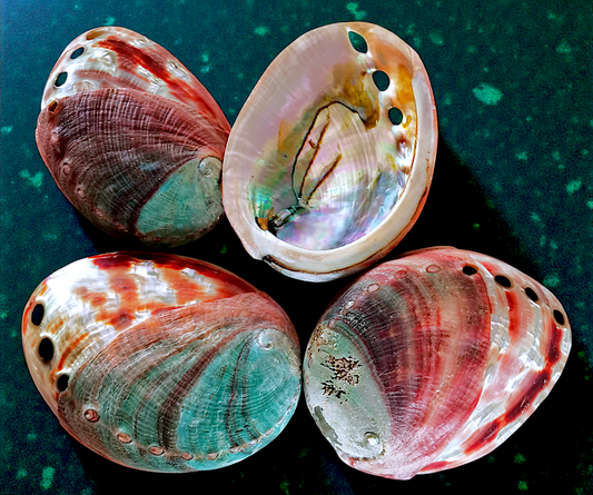 #7461 Red Abalone Half-Polished Shells (4-4.5")