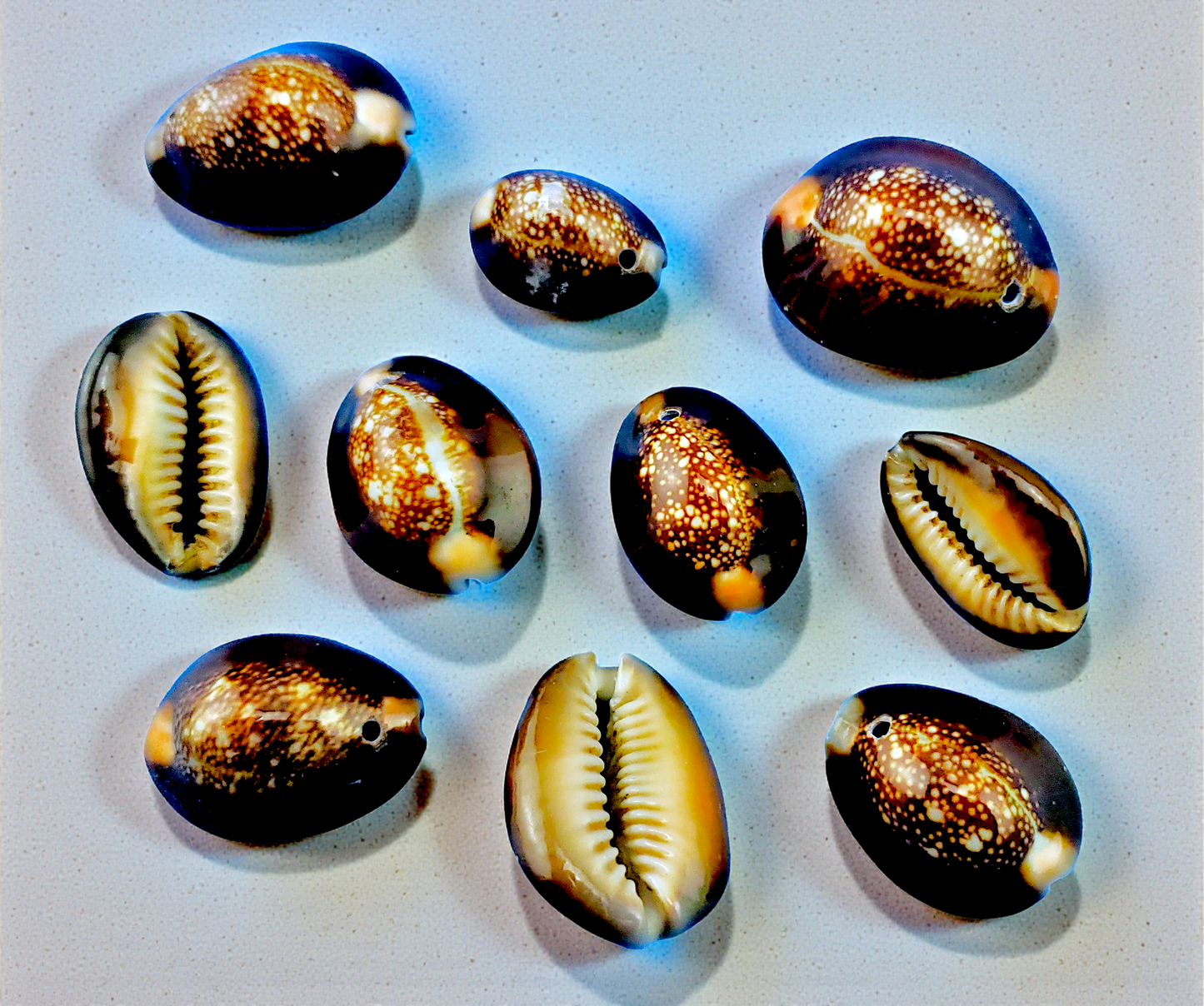 #7469 Snakehead Cowrie Shell (Cypraea caputserpentis) drilled