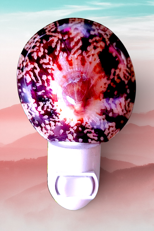 #7485 Limpet Shell (Patella vulgata) Nightlight 4"- 5"