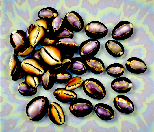 #7498 Snakehead cowrie (Cypraea caputserpentis) purple top, drilled