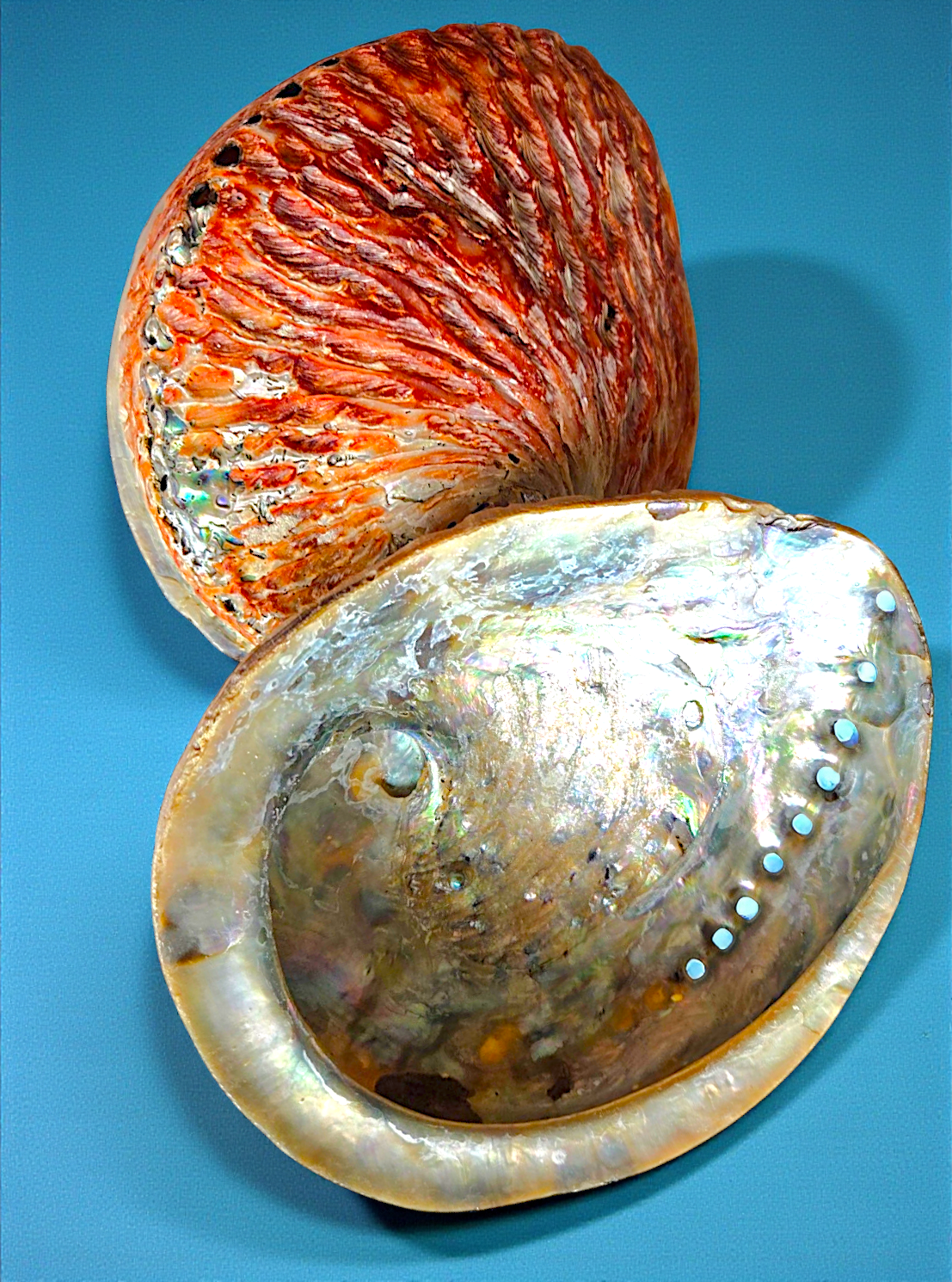 7502 Midae Abalone (One side polish) (6-7")