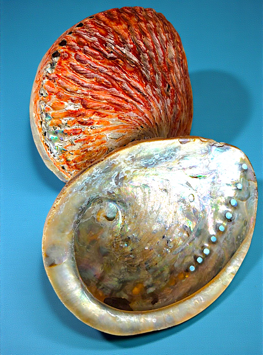 7502 Midae Abalone (One side polish) (6-7")