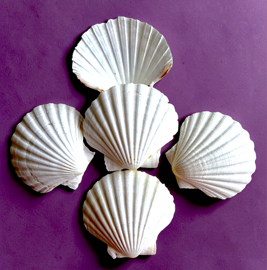 7515 White Scallop Shell (4-5")