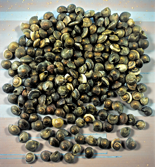 7522 Black Umbonium (1/3 - 1/2")