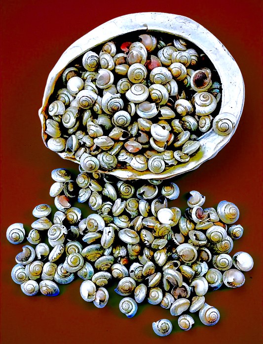#7525 Pearlized Tiny Umbonium (3/8 - 1/2")