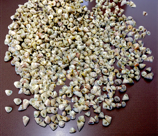 #7528 Pearlized Mini Trochus (1/8 - 1/4")