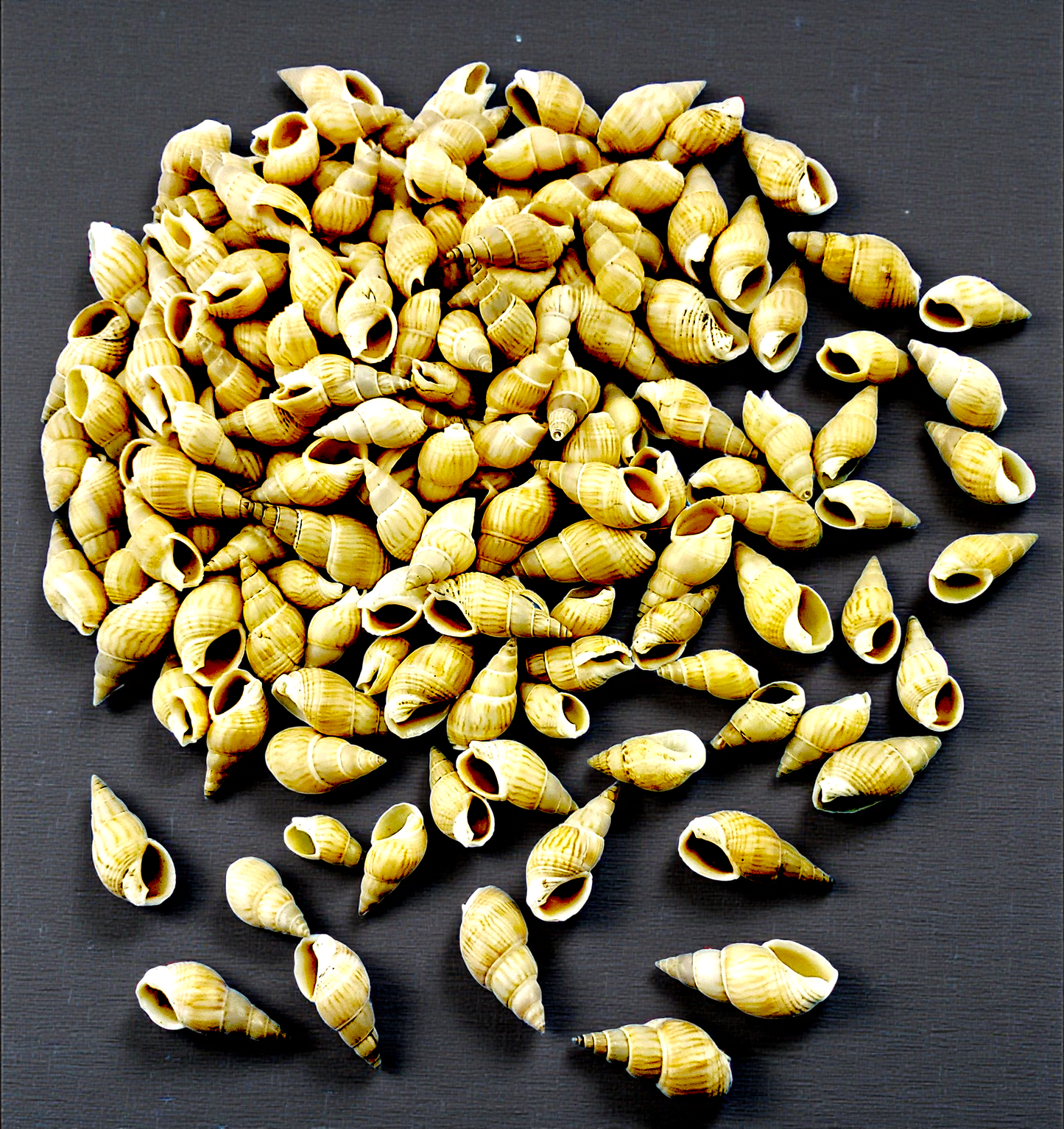 #7529 Bullia Vittata (1/2 - 1")