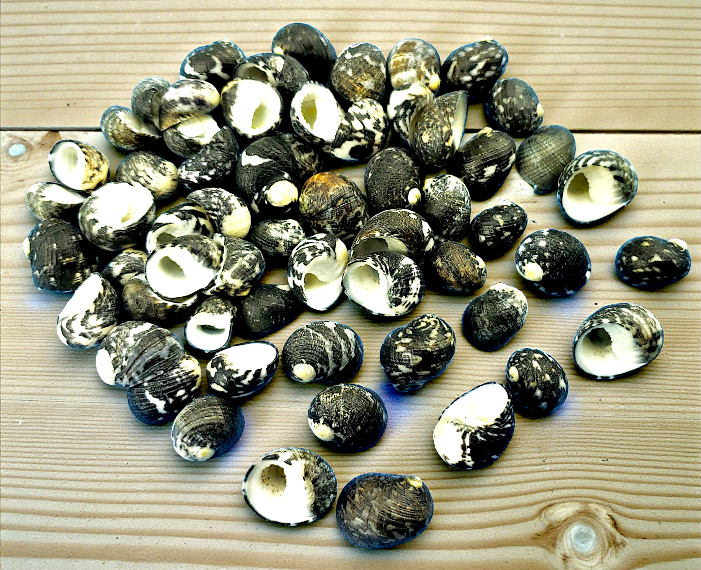 #7532 Black Nerita Shell (1/4 - 1/2")