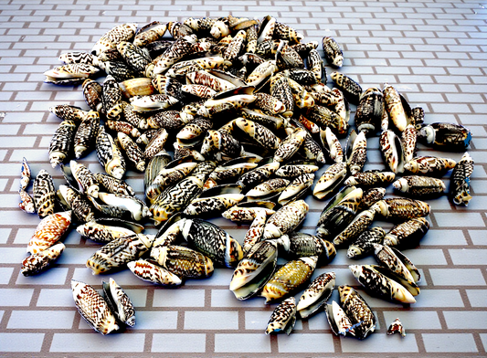 #7543 Olive Shells (3/8 - 1  1/2")