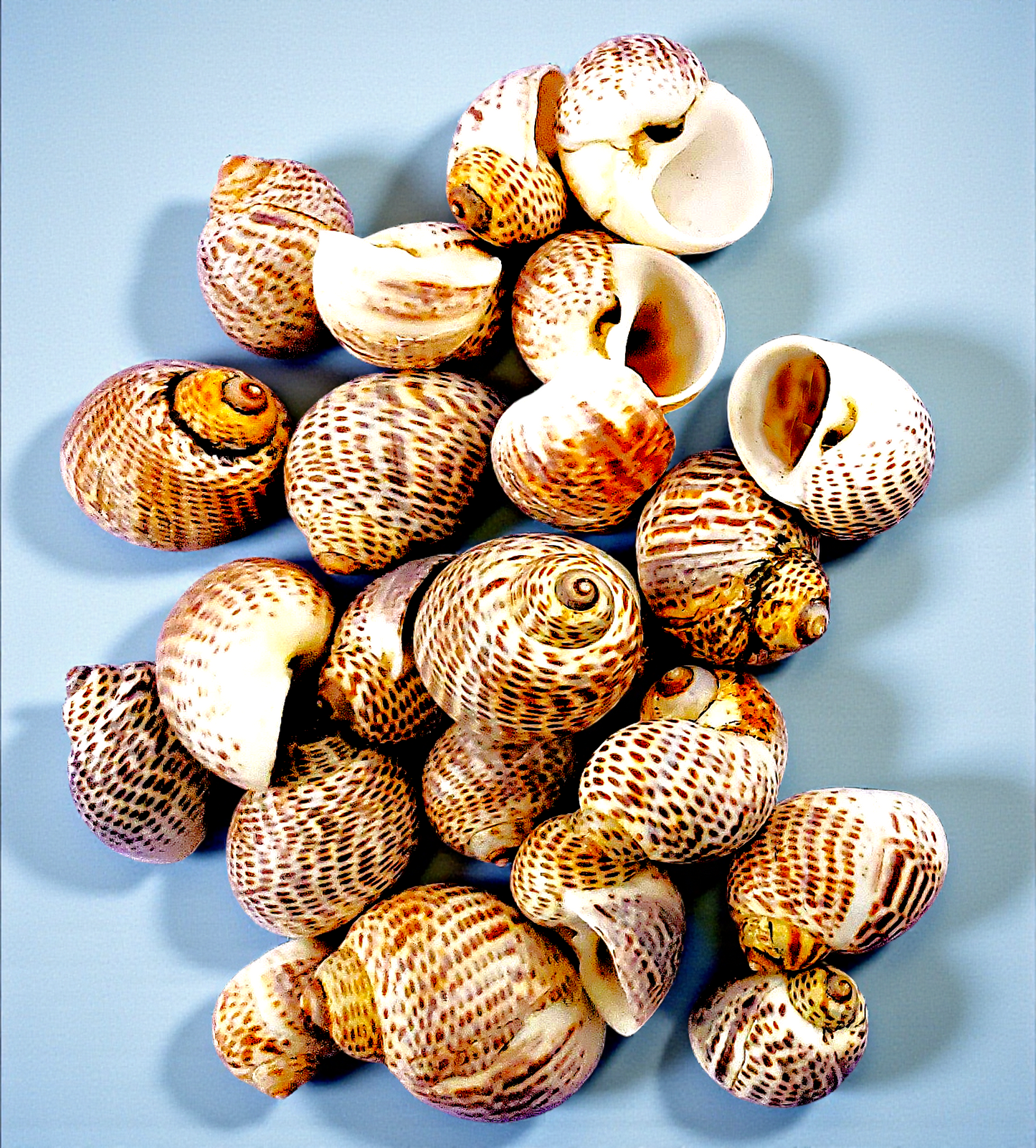 #7558 Nerita Shells