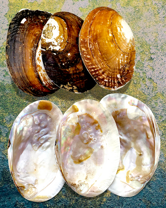 #7605 River Mussel Shell 5"-6"