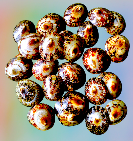 #7624 Limpet Seashell Polished 2"+