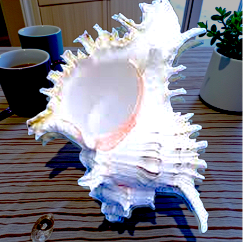 #7635 Polished Murex Ramosus Seashell 6"- 7"