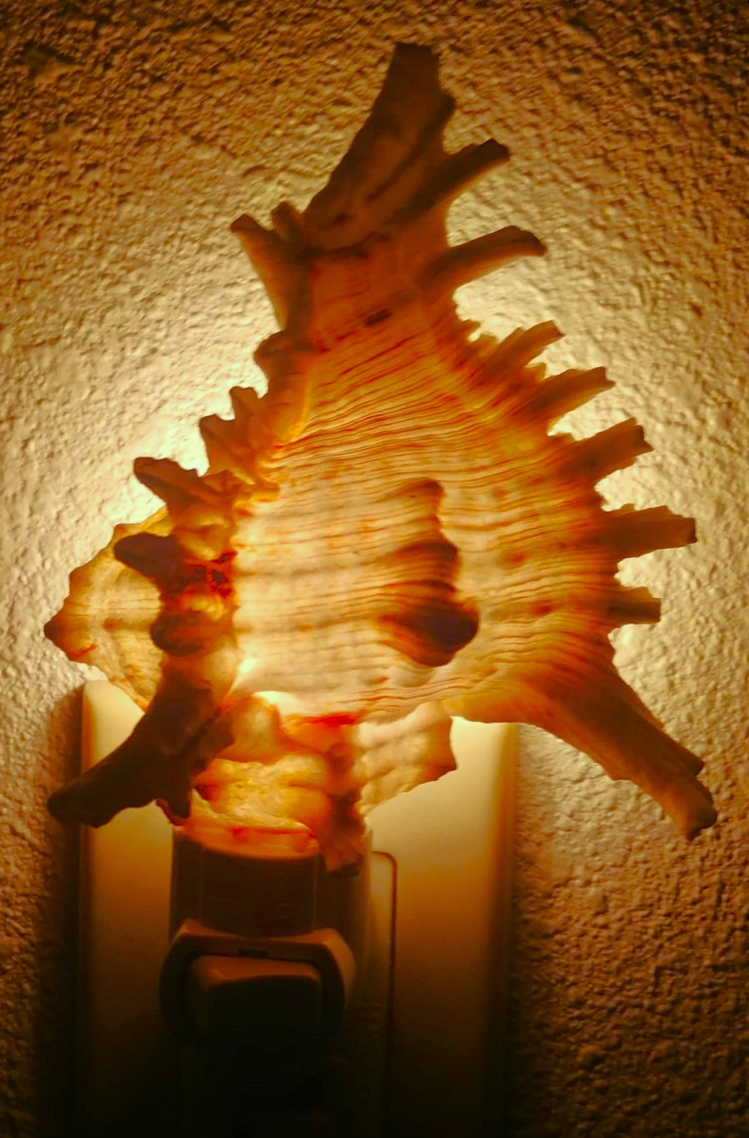 #7641 Murex ramosus Nightlight 5"- 6"