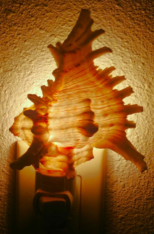 #7641 Murex ramosus Nightlight 5"- 6"
