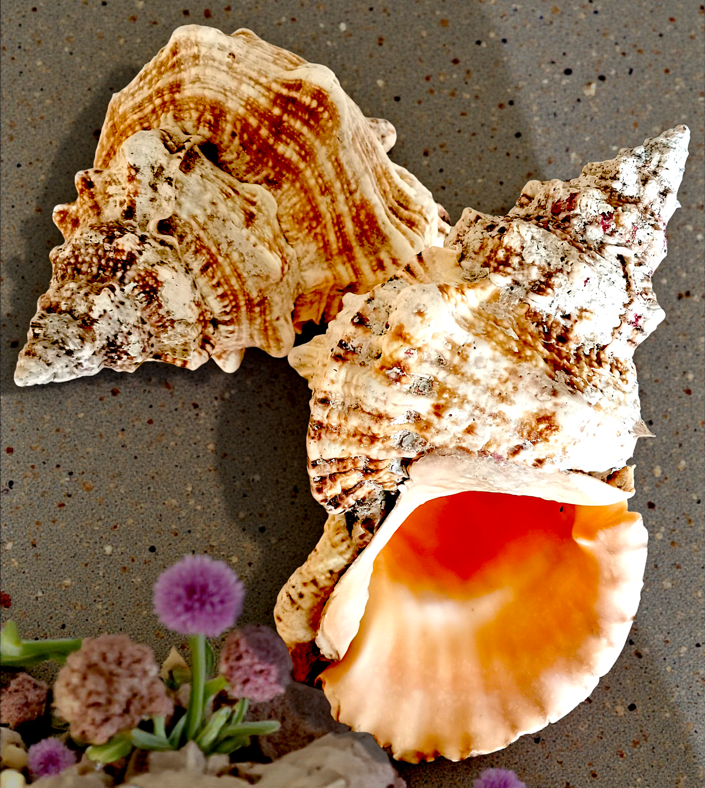 #7642 Frogshell (Bursa bobo) 8"- 10"