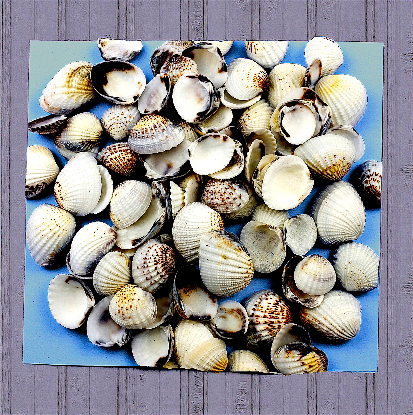 #7644 Gafranium shells 1"- 1 1/2"