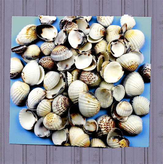 #7644 Gafranium shells 1"- 1 1/2"