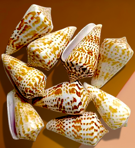 #7647 Conus Inscriptus Shell 2"+
