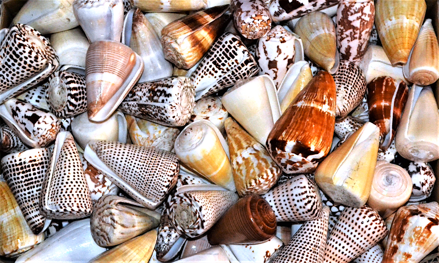#7705 Assorted Polished Conus (3-4")