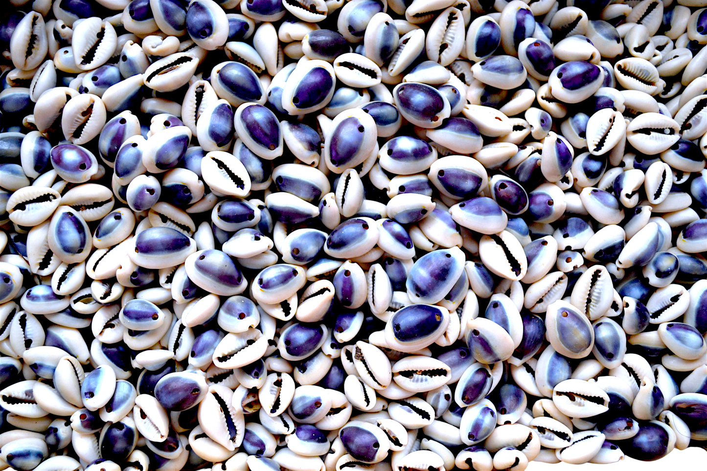 #7723 Purple Ring Top Cowrie (1/4-1") (Double Drill)
