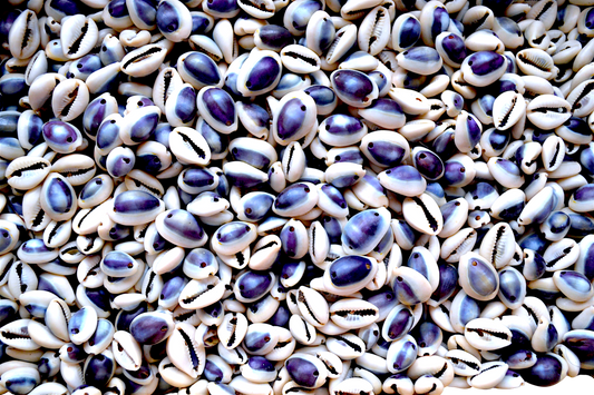 #7723 Purple Ring Top Cowrie (1/4-1") (Double Drill)