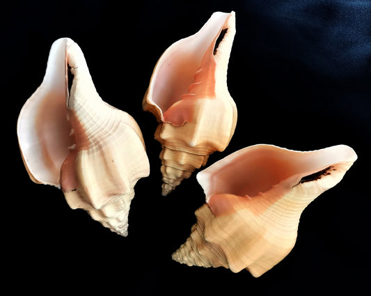 #7725S Polished Shankha Seashell 7"-8"