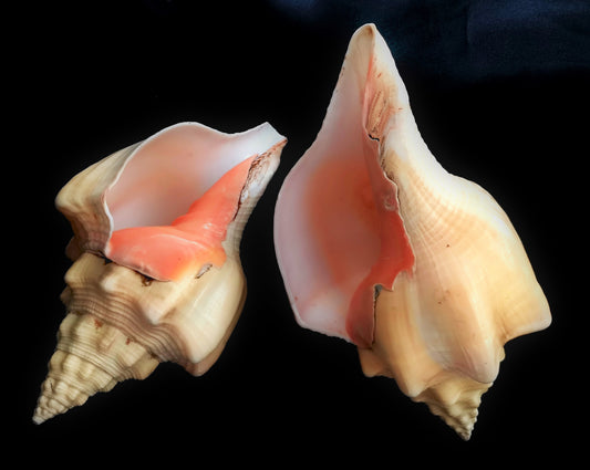 #7726S Polished Shankha Seashell 8"-9"