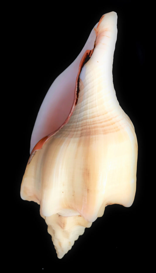 #7727S Polished Shankha Seashell 9"-10"