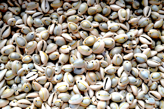 #7729 Annulus Ringtop Cowries (1/4-1") (Double Drill)