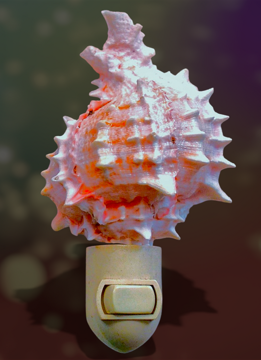 #7762 Pink Murex Nightlight 4"- 5"