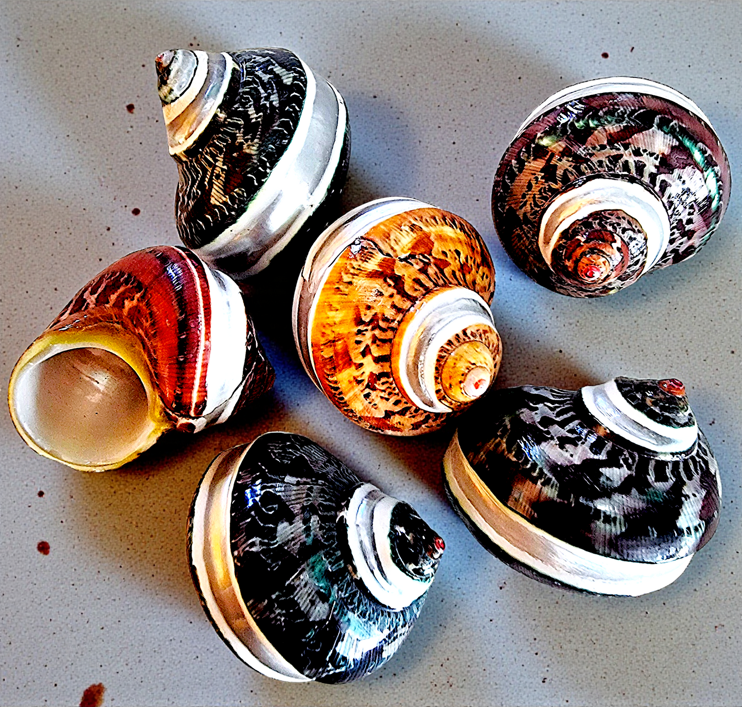 #7771 Turbo Petholatus Shells (Banded) (1.5-2")