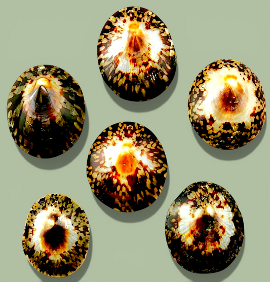 #7826 Polished Limpet Shells (Drilled) (1.5"+)